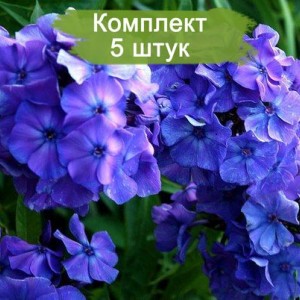 Комплект 5шт / Флокс метельчатый Blue Boy (Предзаказ)