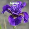 Комплект 5шт / Ирис сибирский Рафелд Вельвет: фото и описание