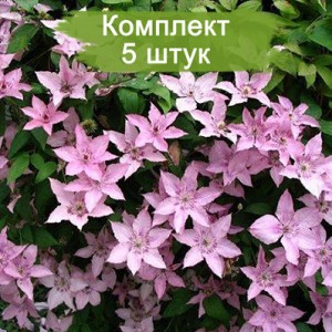 Комплект 5шт / Клематис Хегли Хайбрид ( Hagley Hybrid )