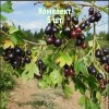 Комплект 5шт / Смородина золотистая Валентина: фото и описание