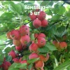 Комплект 5шт / Яблоня Горноалтайское: фото и описание