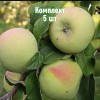 Комплект 5шт / Яблоня Мартовское: фото и описание