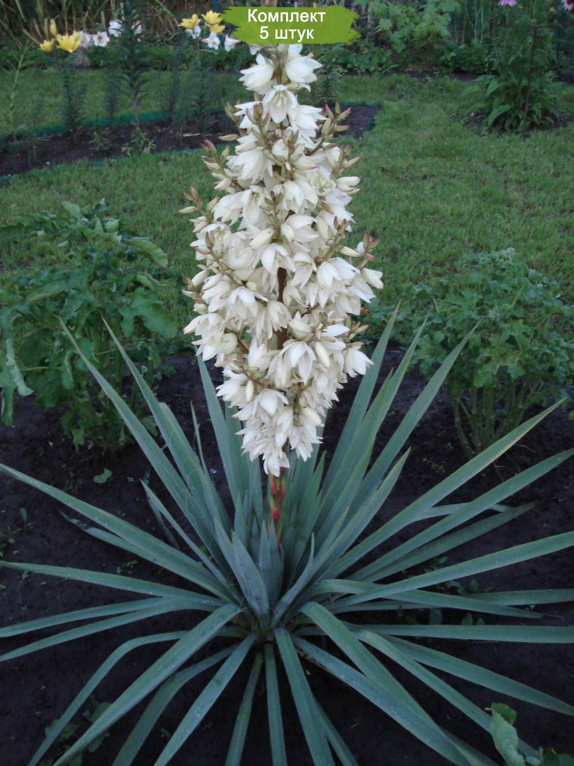 Саженцы юкки Нитчатая (Yucca filamentosa) - 5 шт. выписать в Оренбурге по  цене 2 180 ₽ по выгодным ценам